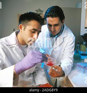 Biological research. Laboratory researchers examining culture jars. These jars can be used to culture (grow) a range of biological samples, from bacte Stock Photo