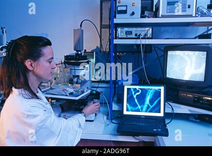 Microcirculation research on a mouse using the cell viZio imaging system. The cell viZio, which was developed by Mauna Kea Technologies, France, allow Stock Photo