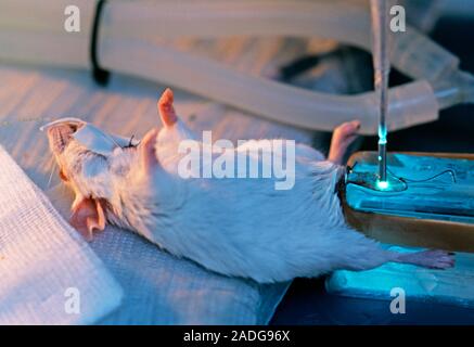 Microcirculation research on a mouse using the cell viZio imaging system. The cell viZio, which was developed by Mauna Kea Technologies, France, allow Stock Photo