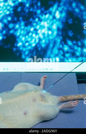 Microcirculation research on a mouse using the cell viZio imaging system. The cell viZio, which was developed by Mauna Kea Technologies, France, allow Stock Photo