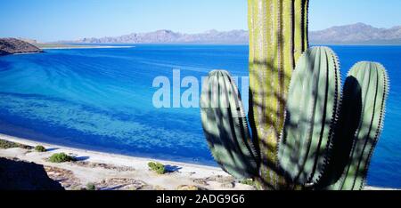 Scenic view of coast, Baja, California, USA Stock Photo