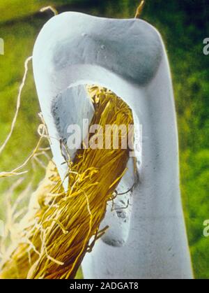 False colour scanning electron micrograph of a single strand of cotton thread passing through the eye of a needle. The cotton thread is seen to consis Stock Photo
