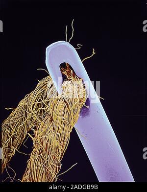 Needle and thread. Coloured scanning electron micrograph (SEM) of thread passed through the eye of a needle. Magnification: x18 at 6x7cm size. Stock Photo