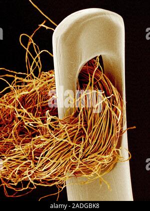 Needle and thread. Coloured scanning electron micrograph (SEM) of thread passed through the eye of a needle. Stock Photo