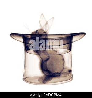 Rabbit in a hat. Coloured X-ray of a toy rabbit in a magician's top hat. Stock Photo