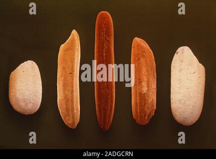 Rice grains. Coloured Scanning Electron Micrograph (SEM) of five different types of rice grain. From left to right the grains are: Italian risotto ric Stock Photo