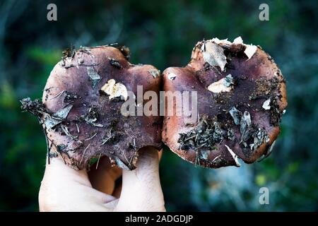 closeup of a young caucasian man with two yellow knight mushrooms, also known as man on horseback, in his hand, freshly picked in a forest Stock Photo