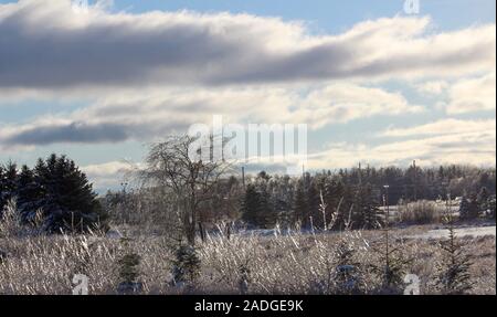 Ice Covered Trees And Grasses After An Early Winter Storm In Michigan Stock Photo