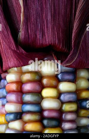 Indian corn (Zea mays). This is a type of multicoloured maize. The different kernel colours are associated with genes that control natural pigmentatio Stock Photo