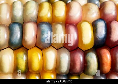 Indian corn (Zea mays). This is a type of mutlicoloured maize. The different kernel colours are associated with genes that control natural pigmentatio Stock Photo