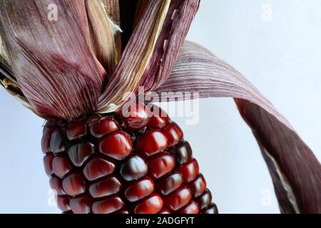 Indian corn (Zea mays). This is a type of multicoloured maize. The different kernel colours are associated with genes that control natural pigmentatio Stock Photo
