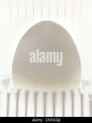 Egg in an egg slicer. Stock Photo