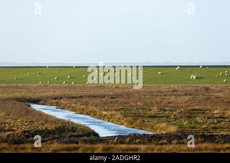 Sylt, Morsum, Deich, Schafe, Salzwiesen am Watt Stock Photo