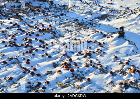 Rotten apples as discarded garbage lie on the snow in the city along the road. The concept of ecology and environmental pollution Stock Photo