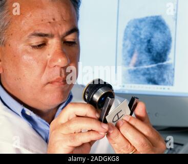 Examining fingerprint. Forensic scientist examining a fingerprint on a piece of evidence from a crime scene. A fingerprint is seen on the screen in th Stock Photo