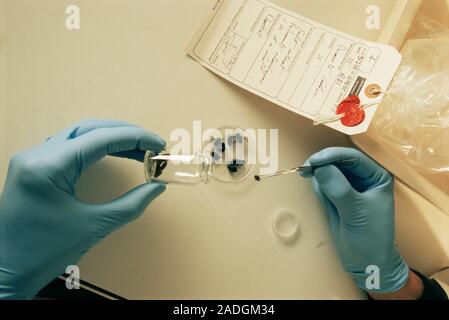 Forensic entomology. Forensic scientist sampling flies found on a corpse. Identification of the flies can provide information on how long the body was Stock Photo