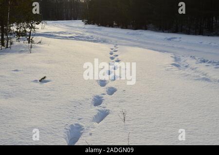 Footprints on white snow in a forest. Snowy and impassable road with deep snow in winter. Snowdrift, deep snow, background, texture Stock Photo