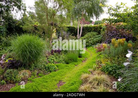 Chamomile Chamaemelum nobile Treneague Stock Photo - Alamy