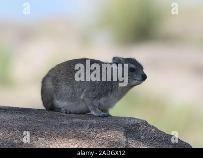 A yellow-spotted rock hyrax or bush hyrax (Heterohyrax brucei) sits on the rocky outcrop where it lives. Serengeti National Park, Tanzania. Stock Photo