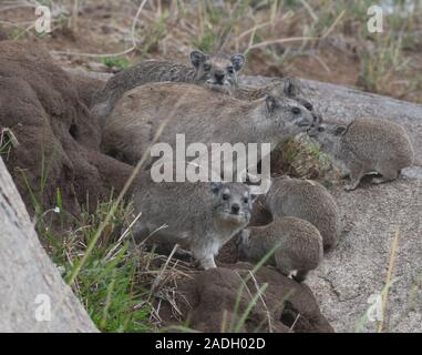 A family of yellow-spotted rock hyrax or bush hyrax (Heterohyrax brucei) on the rocky outcrop where they live. Serengeti National Park, Tanzania. Stock Photo