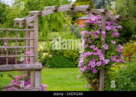 Wooden arch with Clematis 'Piilu' Stock Photo