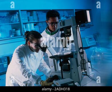 Light microscopy. Technicians using an inverted light, or optical, microscope to study human cells. Stock Photo