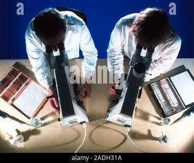 Light microscopy. Technicians using light, or optical, microscopes to study microscope slides. Stock Photo