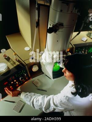 Operator using a transmission electron microscope (TEM). The operating console is seen with a TV monitor and magnified image. A beam of electrons from Stock Photo