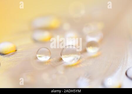 Beautiful Transparent Water Drops Or Rain Water On Soft Background 