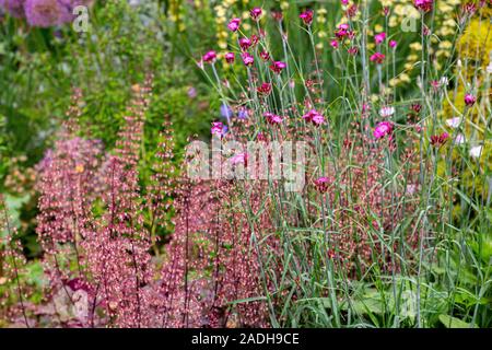 Combination of Dianthus carthusianorum and Heuchera 'Chocolate Ruffles' Stock Photo