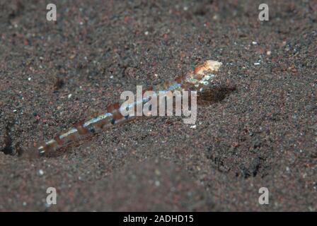 Reef lizardfish Synodus variegatus Stock Photo