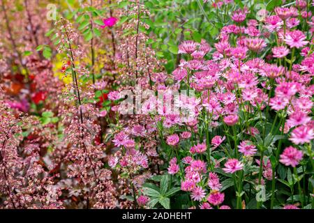 Heuchera 'Chocolate Ruffles' with Astrantia 'Hadspen Blood' Stock Photo