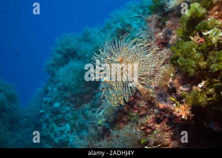 Mediterranean Sabella (Sabella spallanzani), marine park Dragonera, Sant Elm, Mallorca, Balearic islands, Spain Stock Photo