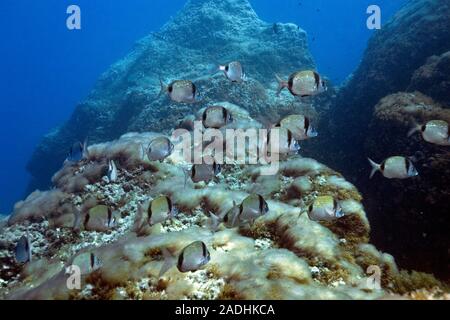 Two-banded breams (Diplodus vulgaris), swimming over rocky reef covered with algae, marine park Dragonera, Sant Elm, Mallorca, Balearic islands, Spain Stock Photo