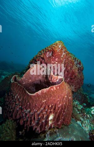 Tropical Barrel Sponges, Indonesia Stock Photo