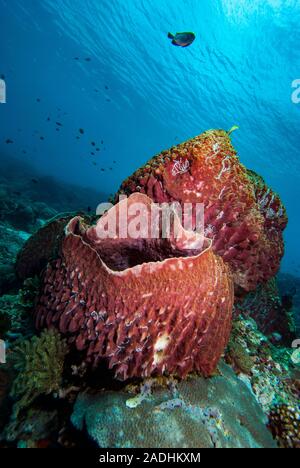 Tropical Barrel Sponges, Indonesia Stock Photo