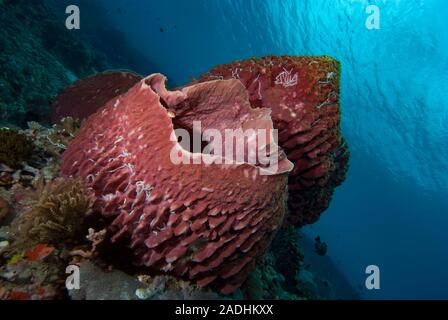 Tropical Barrel Sponges, Indonesia Stock Photo