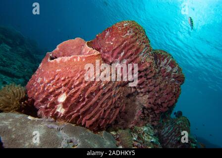 Tropical Barrel Sponges, Indonesia Stock Photo