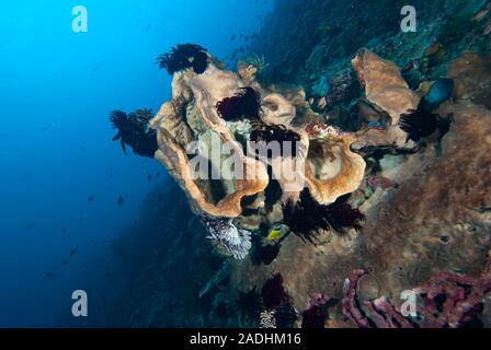 Tropical Barrel Sponges, Indonesia Stock Photo