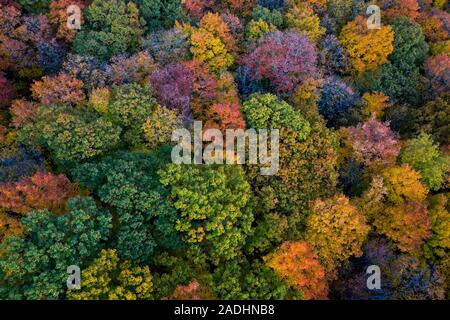 Aerial view of beautiful autumn colors forest Stock Photo