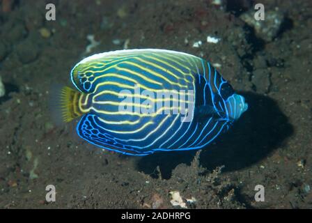 Emperor Angelfish Pomacanthus imperator juvenile Stock Photo