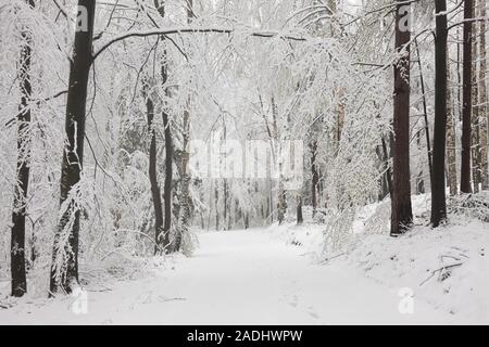 Path in early spring forest after snowfall. Stock Photo