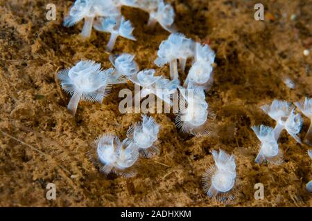 Polychaete Rostrum Class Polychaeta Polychaete Worms, Family Phoronidae Horseshoe Worms ...