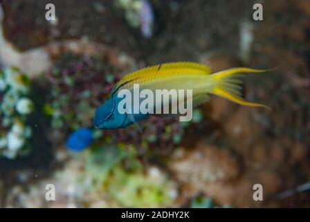 Eye-Lash Harptail Blenny Meiacanthus atrodorsalis Stock Photo