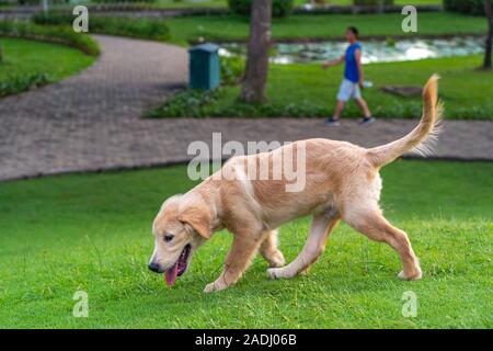Three months old golden puppy walking on green grass surface Stock Photo