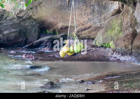 Batch of coconuts  hanging on tree branch in Saint Vincent, Saint Vincent and the Grenadines Stock Photo