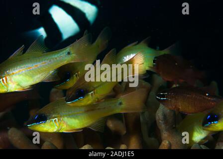 Cheek-Bar Cardinalfish Ostorhinchus sealei Stock Photo