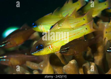 Cheek-Bar Cardinalfish Ostorhinchus sealei Stock Photo