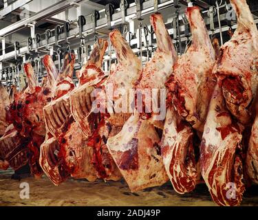 The meat processing plant. carcasses of beef hang on hooks. — Stock Photo ©  milanchikov #146452843