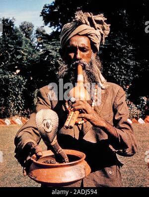 1960s BEARDED MAN RAGGED TURBAN PLAYING NATIVE  PUNGI CHARMS DISPLAYING COBRA SNAKE HELD IN BOWL AT ARMS LENGTH BENARES INDIA  - kr18877 LAN001 HARS ASIA MYSTERY LIFESTYLE ACTOR RURAL GROWNUP HALF-LENGTH PERSONS FOREIGN GROWN-UP CHARACTER MALES RISK FLUTE PROFESSION ENTERTAINMENT PERFORMING ARTS OCCUPATION PERFORMER PIPES COURAGE WHISKER CAREERS CHARACTERS SNAKE ENTERTAINER FACIAL HAIR HOODED OCCUPATIONS MUSICAL INSTRUMENT COBRA CONCEPTUAL ACTORS PLAYS RAGGED STYLISH TURBAN TRAVEL ASIA BEEN CHARMER PREDATOR SNAKE CHARMER BENARES CREATURE ENTERTAINERS MID-ADULT MID-ADULT MAN PERFORMERS PUNGI Stock Photo